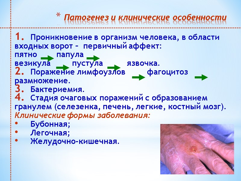 Патогенез и клинические особенности  Проникновение в организм человека, в области  входных ворот